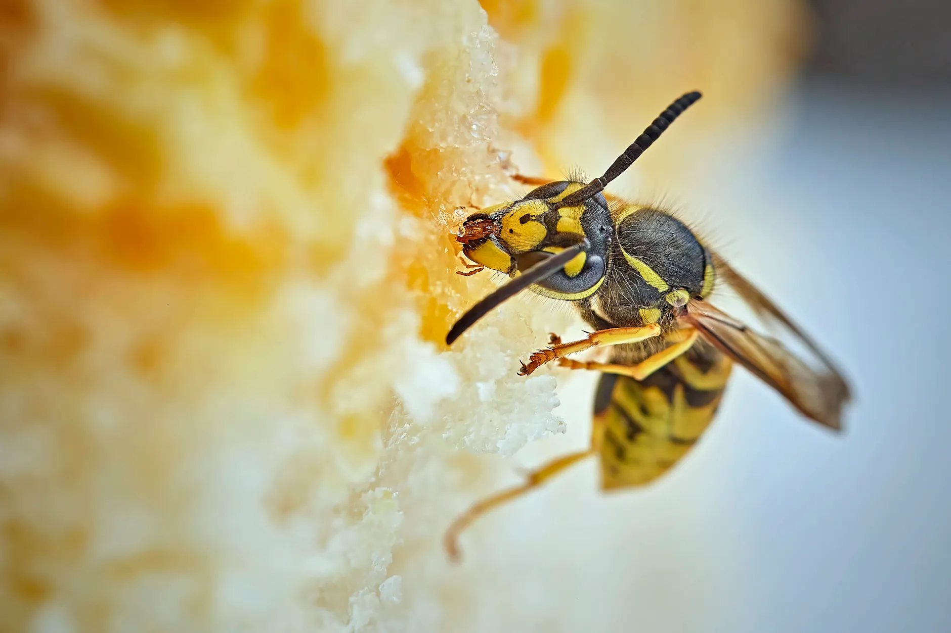 Ist nervig, ein Leckermäulchen und kann gefährlich werden: Jedes Jahr sterben in Deutschland rund 20 Menschen an den Folgen von Insektenstichen, sagen Experten.