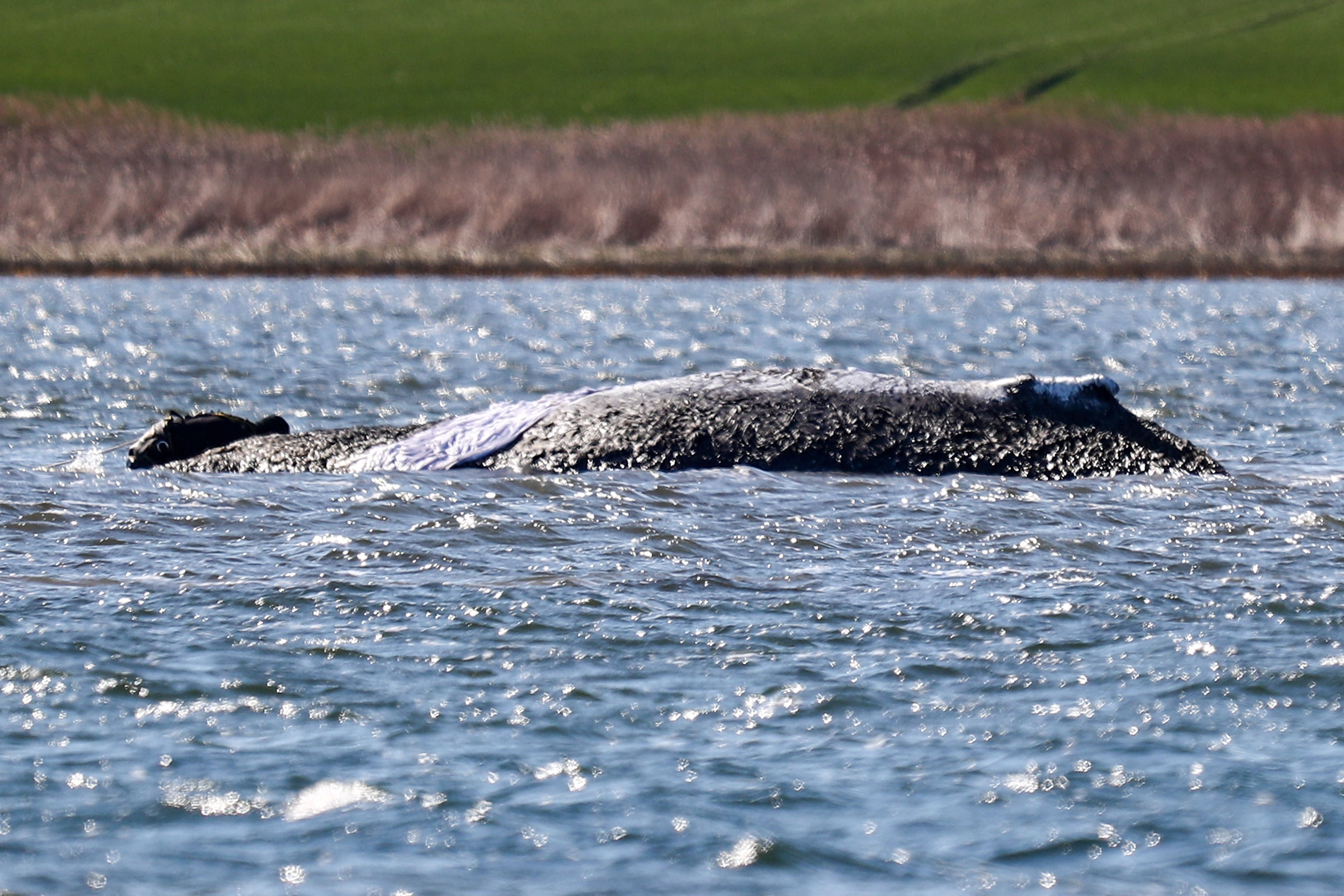 Buckelwal Timmy tot? Toter Wal vor dänischer Insel Anholt entdeckt