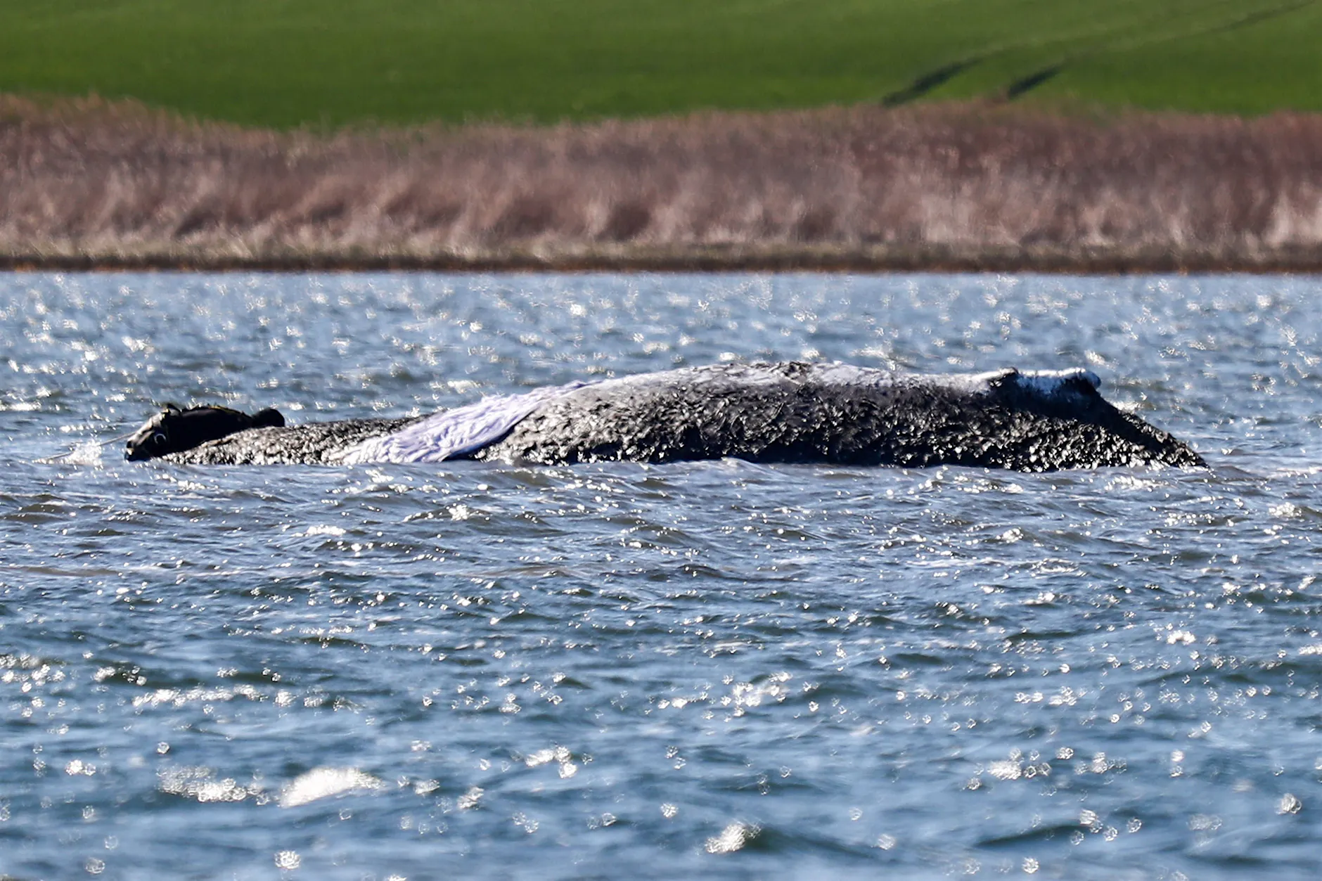 Buckelwal Timmy tot? Toter Wal vor dänischer Insel Anholt entdeckt