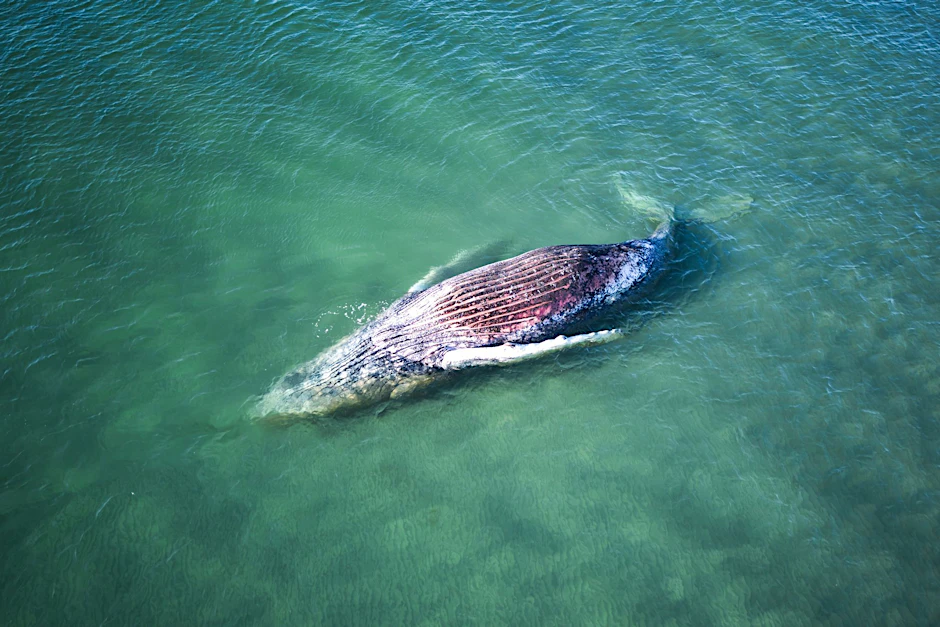 Wal Timmy liegt tot vor der dänischen Insel Anholt. Die Experten hatten es kommen sehen.