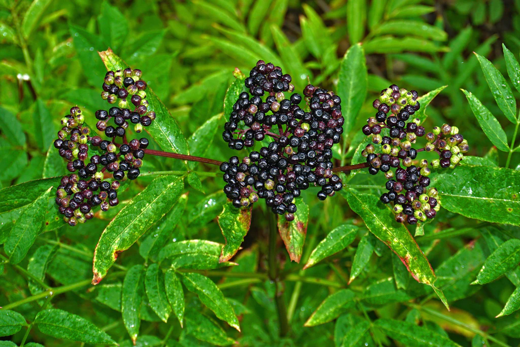 Die schwarzen Beeren des Zwergholunders dürfen niemals gegessen werden. Sie enthalten die höchste Giftkonzentration der Pflanze.