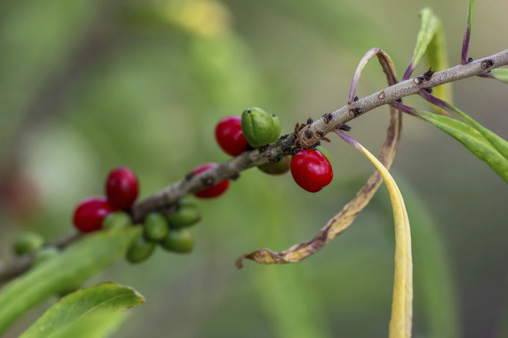Im Sommer trägt Seidelbast rote Beeren, die Johannisbeeren ähneln. Samen und Rinde enthalten Mezerin und Daphnetoxin – zwei starke Gifte.