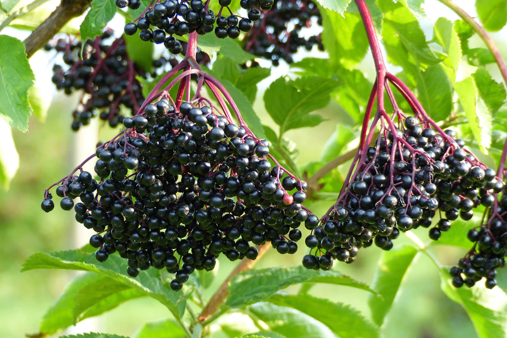 Schwarzer Hollunder muss vor Verzehr gekocht werden. Dann eignet er sich perfekt für Säfte und Marmelade.