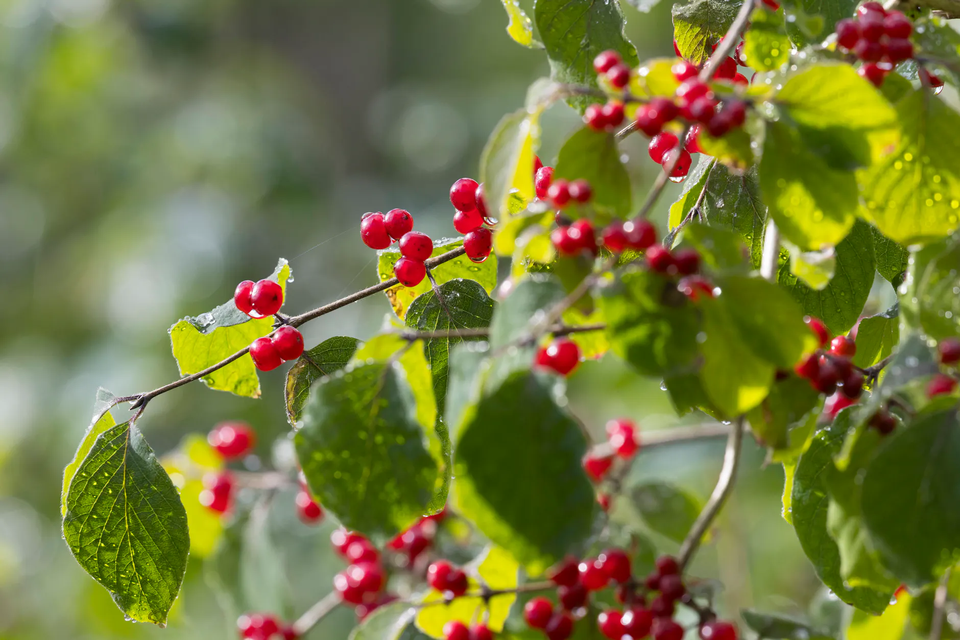 Die roten Früchte der Heckenkirsche sehen harmlos aus und erinnern an rote Johannisbeeren.