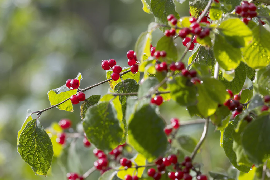 Die roten Früchte der Heckenkirsche sehen harmlos aus und erinnern an rote Johannisbeeren.