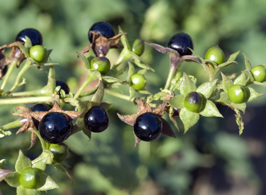Vorsicht, giftige Beeren! Diese Waldfrüchte sind für Kinder und Erwachsene gefährlich