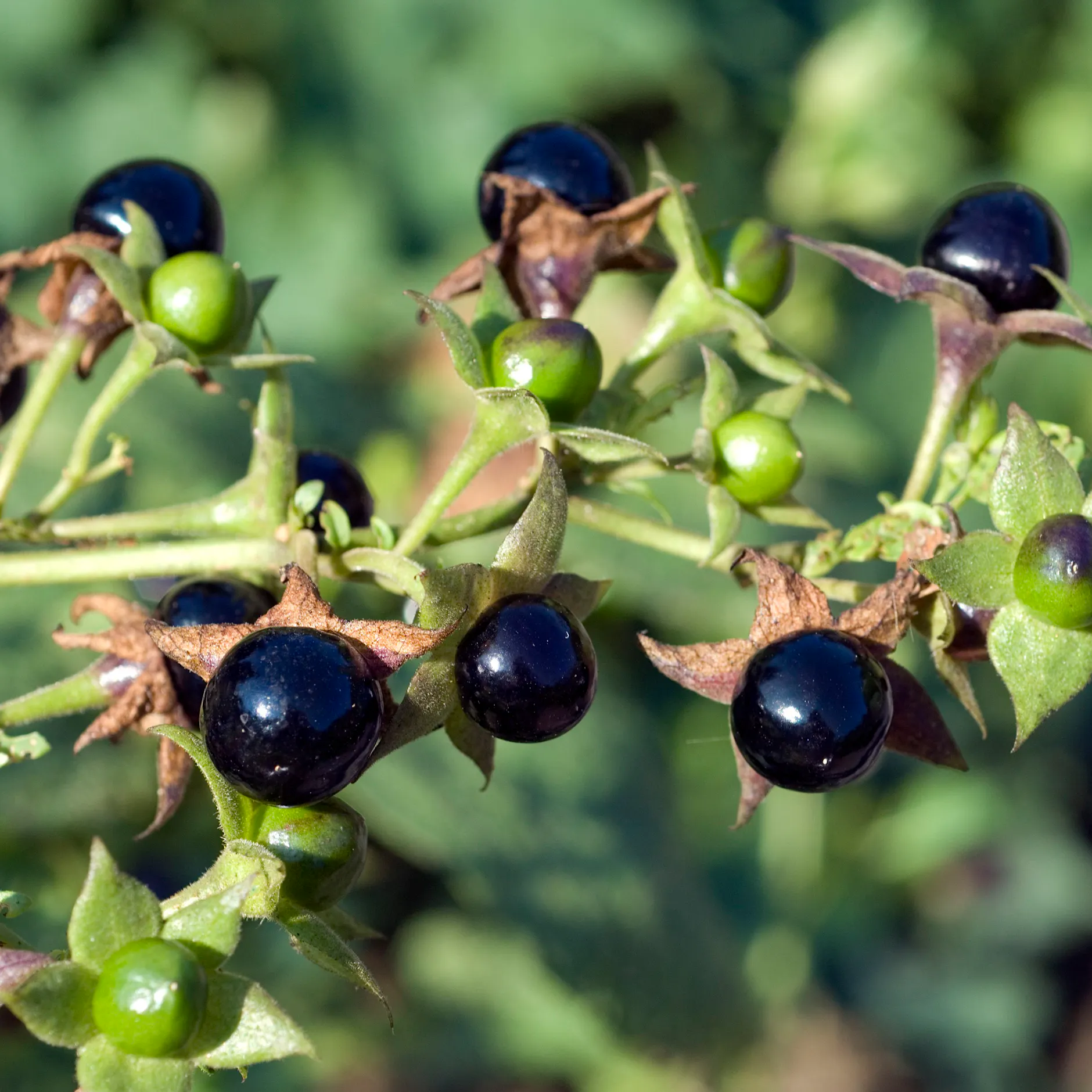 Gefährliche Beeren: Diese Waldfrüchte sind giftig