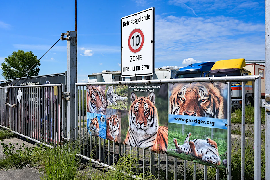 Ein am gestrigen Tag aus seinem Gehege entkommener Tiger wurde von Einsatzkräften aus Sicherheitsgründen erschossen.