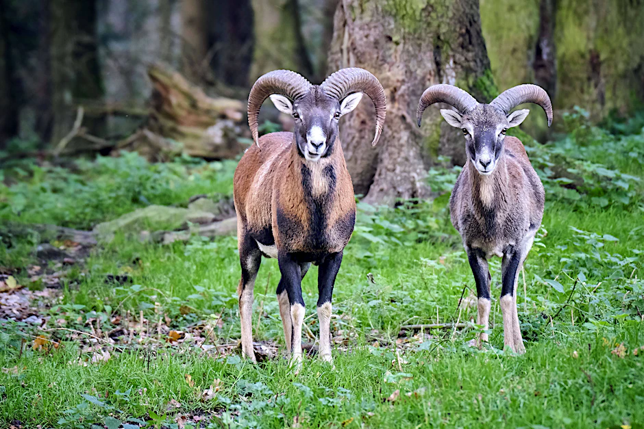 Langfristig wird das Muffelwild trotz Schutzmaßnahmen wohl aus Deutschland verschwinden.