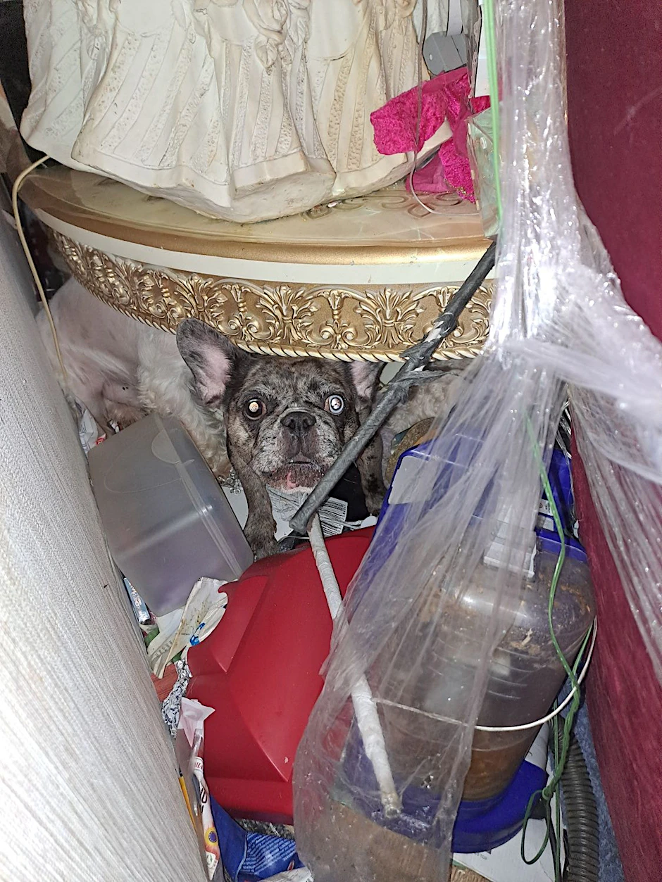 Über 54 Tiere wurden gerettet.