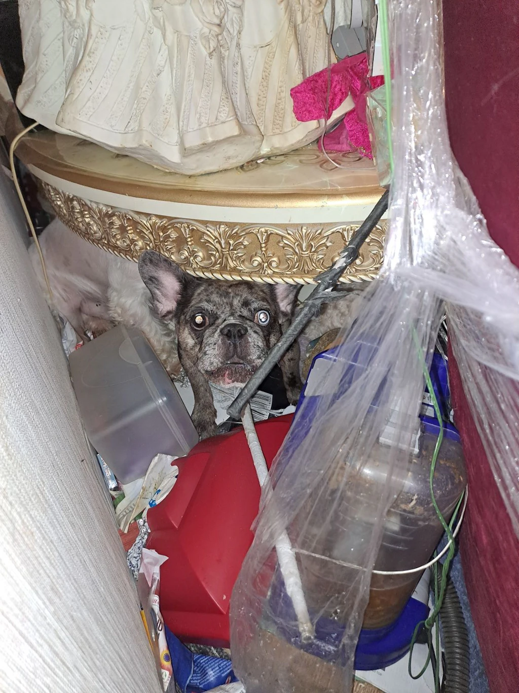 Über 54 Tiere wurden gerettet.