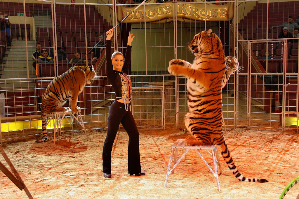Carmen Zander gilt als erfahrene Tigerdompteurin: Hier bei einem Auftritt im Jahr 2007 im Zirkus Krone in München