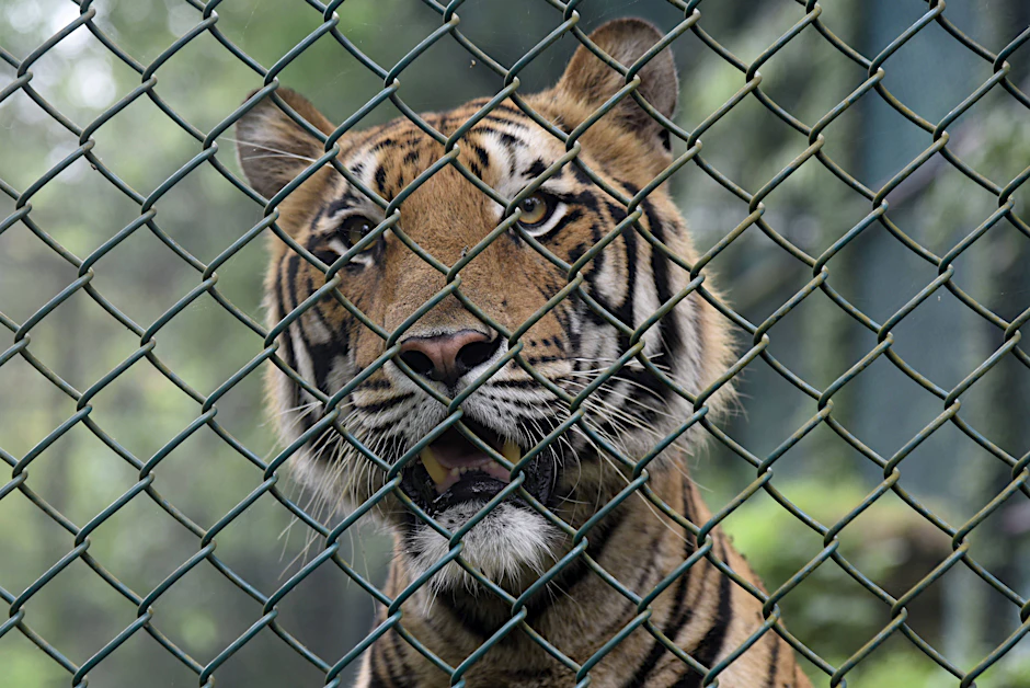 Ein Tiger hinter Gittern – in Schkeuditz bei Leipzig entkam eine Raubkatze aus einer privaten Anlage und musste von der Polizei erschossen werden. (Symbolfoto)