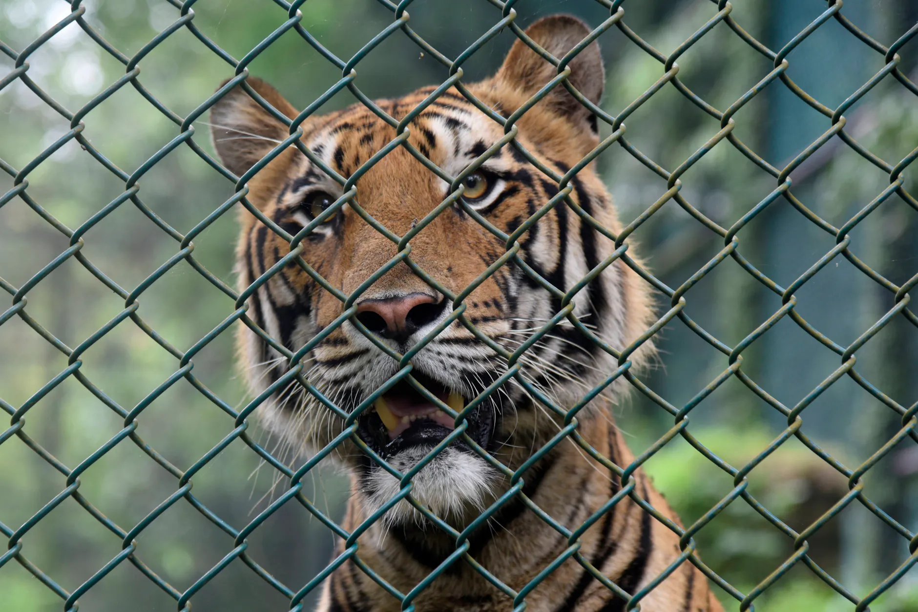 Tiger entlaufen bei Leipzig: Mann verletzt, Raubkatze erschossen
