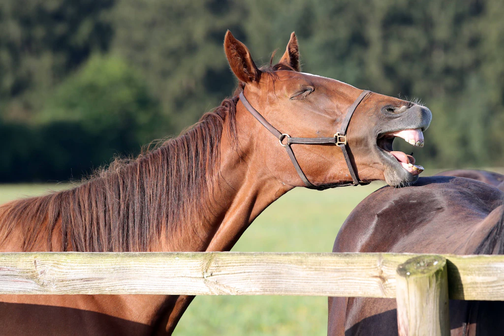 Tierischer Zwischenfall bei Rudolstadt: Pferde blockieren Porsche und knabbern Motorhaube an