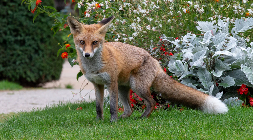 Neue Studie: Stadttiere sind mutiger und aggressiver als Tiere auf dem Land