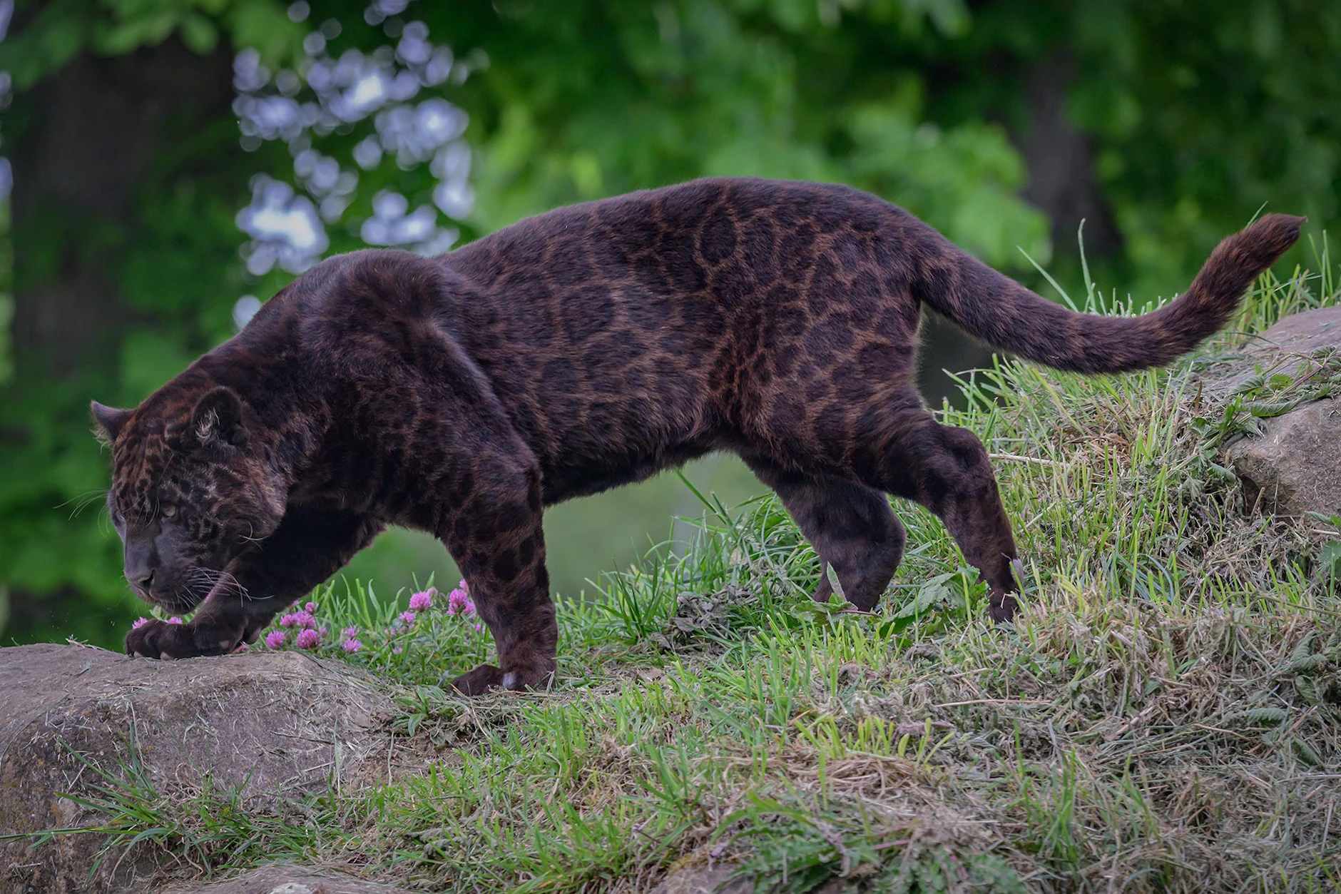 Die Jaguar-Flecken sind im schwarzen Fell von Tikal gut zu erkennen.