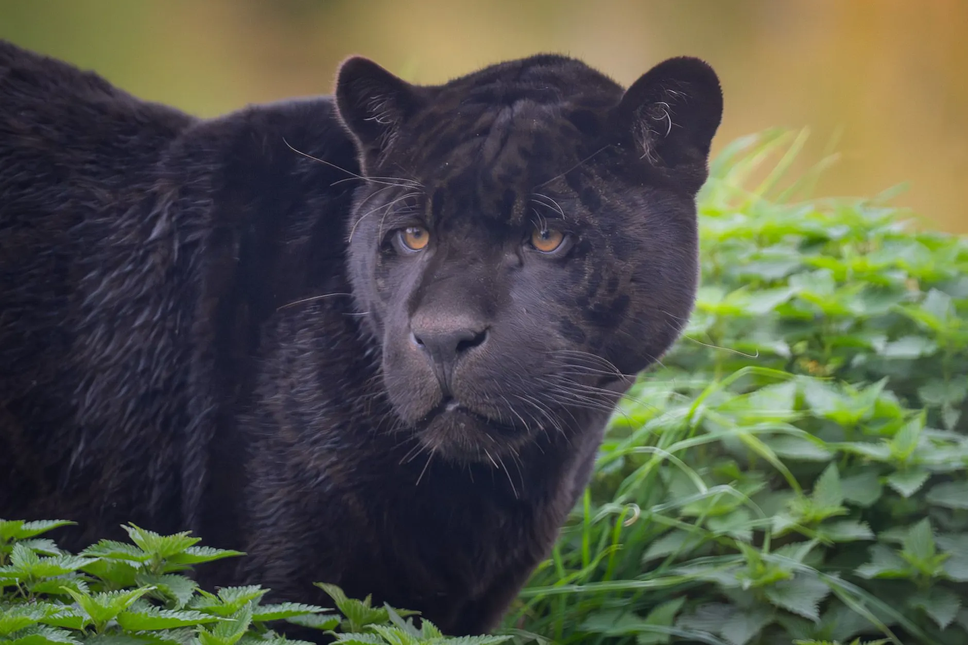 Der schwarze Jaguar Tikal hat sich schon gut im Zoo Berlin eingelebt.