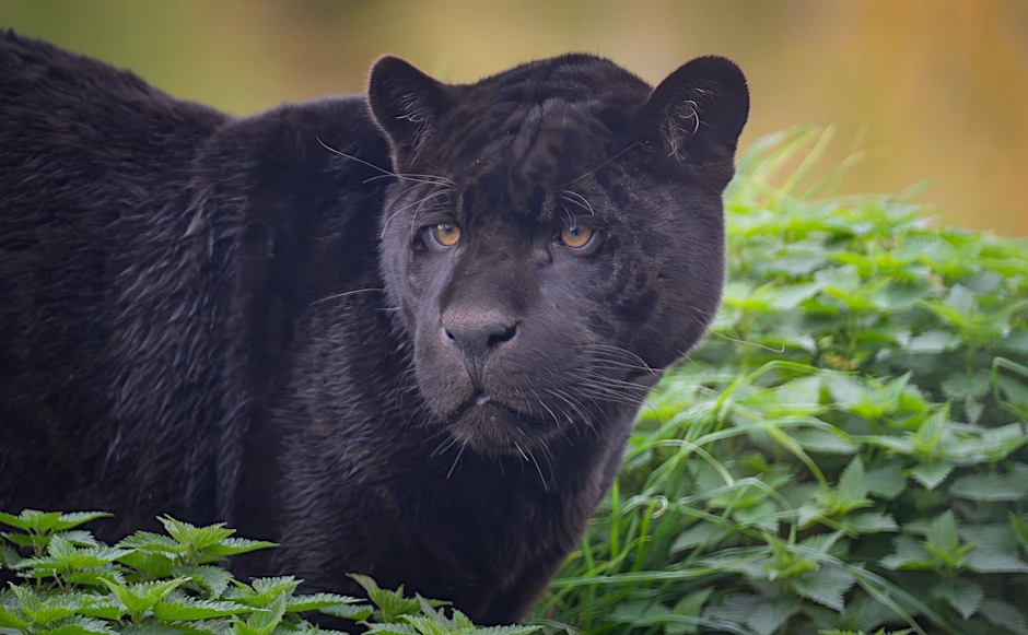 Der schwarze Jaguar Tikal hat sich schon gut im Zoo Berlin eingelebt.