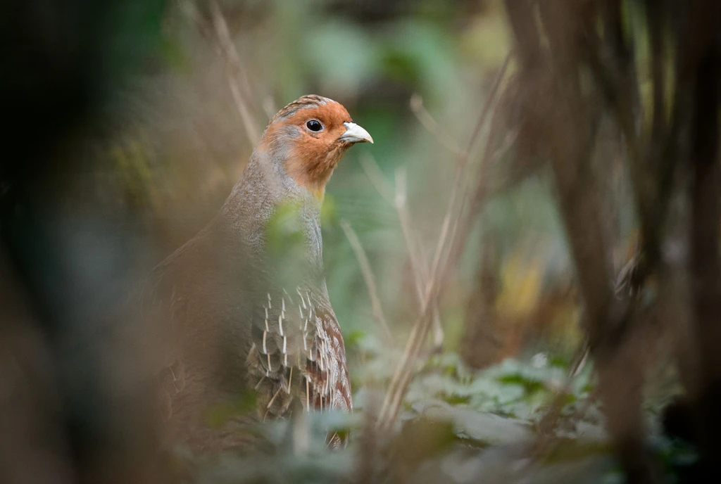 Vogelsterben in Sachsen: Aktuelle Zählung zeigt starken Rückgang bei zwei Arten