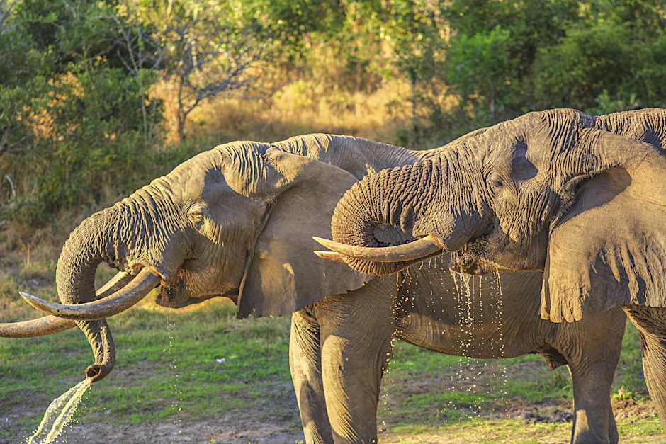 Zwei Elefanten im Tembe Elephant Park in KwaZulu Natal, Südafrika