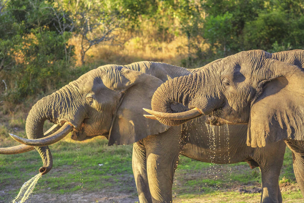 Zwei Elefanten im Tembe Elephant Park in KwaZulu Natal, Südafrika