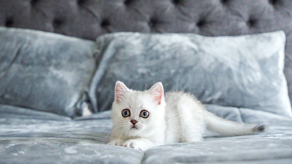 Wird eine Katze, die die Nähe gewohnt ist, konsequent aus dem Schlafzimmer ausgesperrt, kann dies zu chronischem Stress führen.