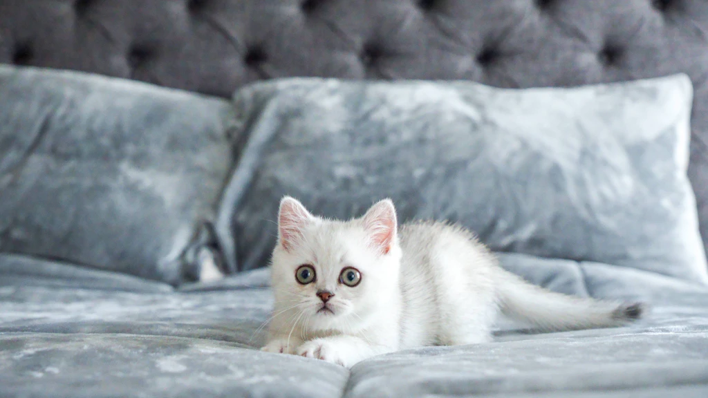 Vertrauensbeweis im Schlafzimmer: Warum die Katze mit ins Bett sollte