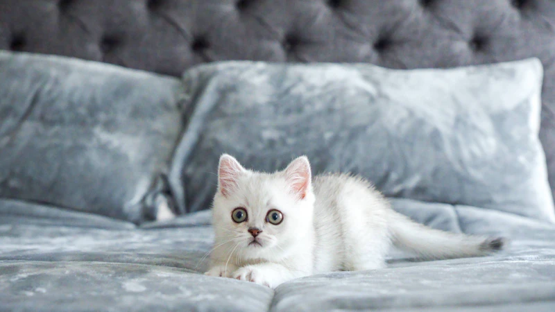 Vertrauensbeweis im Schlafzimmer: Warum die Katze mit ins Bett sollte