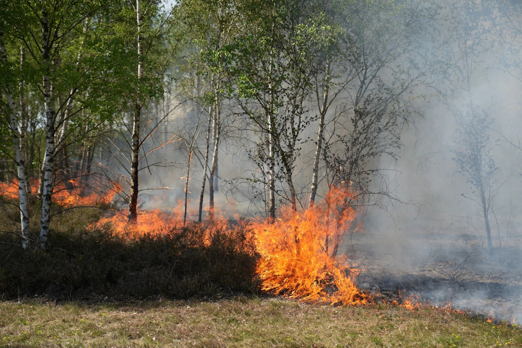 Brandenburg erwartet steigende Waldbrandgefahr bis Pfingsten