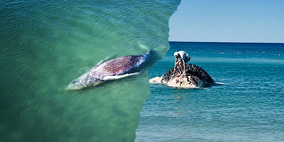 Ein toter Wal liegt vor der dänischen Insel Anholt. Ein Rentner kletterte bereits auf den Kadaver - und sorgt damit im Netz für Empörung.