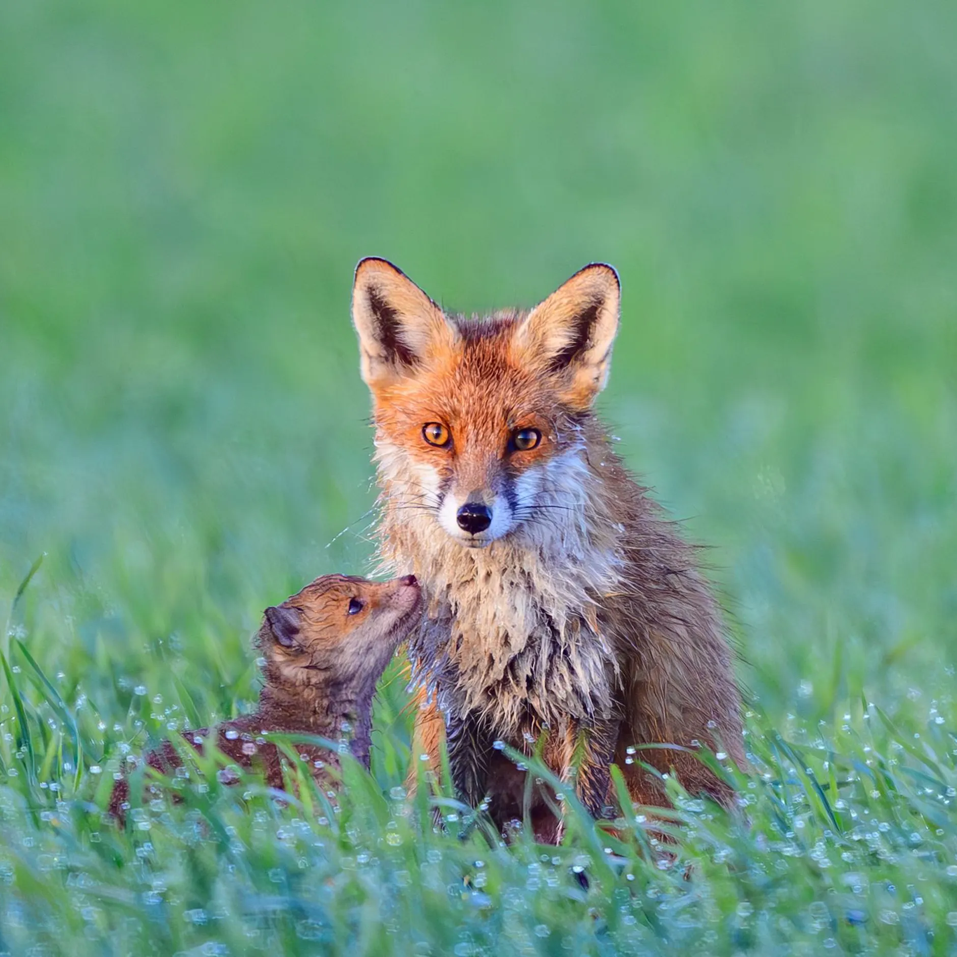 Fuchsbau legt Bahn lahm: Pendler zwischen Kremmen und Hennigsdorf betroffen