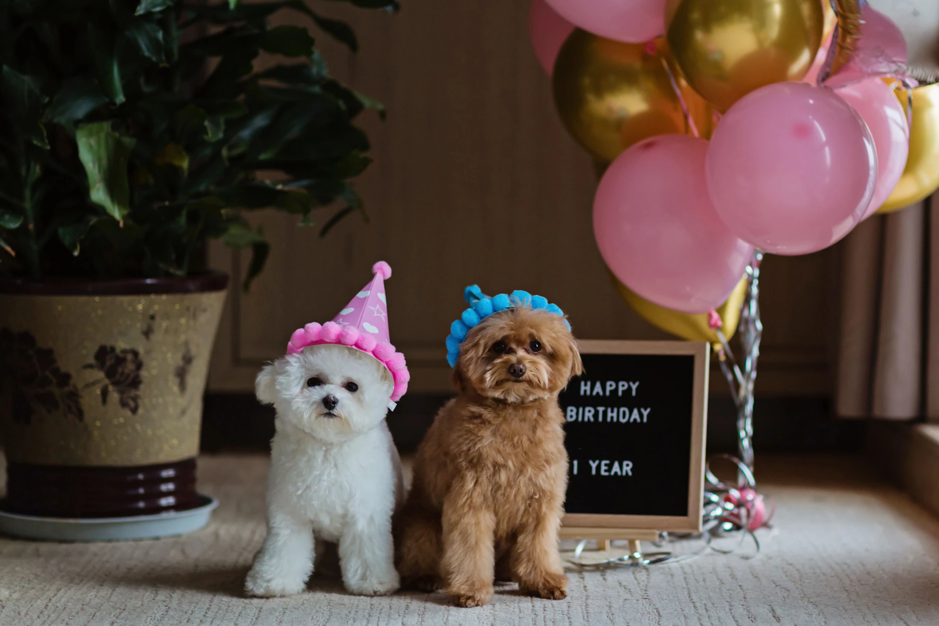 Aufgrund von Social Media gehören die sogenannten Teacup-Hunde (r.) zu den Trendrassen.