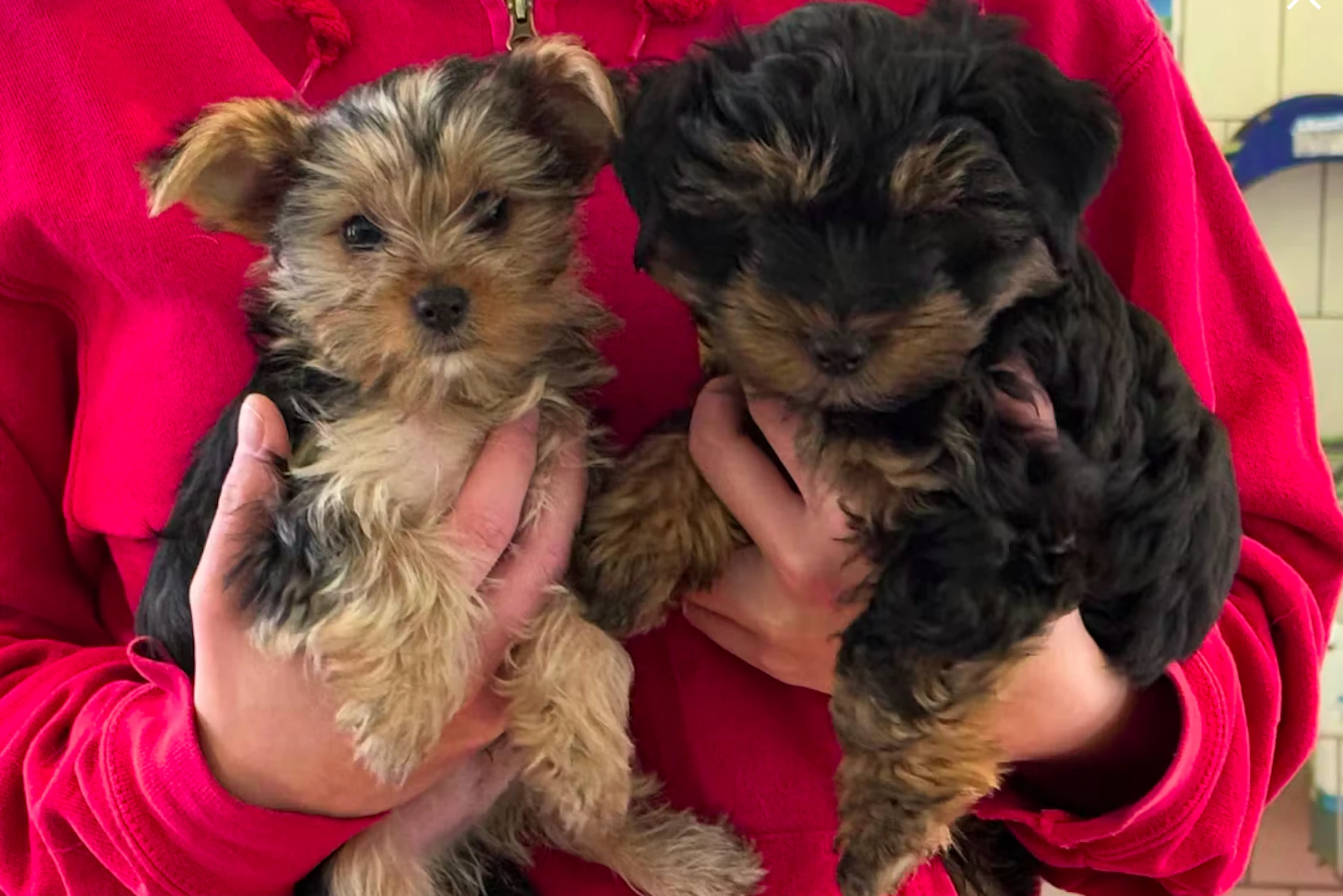 Zwei der sechs extra klein gezüchteten Yorkshire-Terrier-Welpen, die in einem Bordell versteckt wurden.