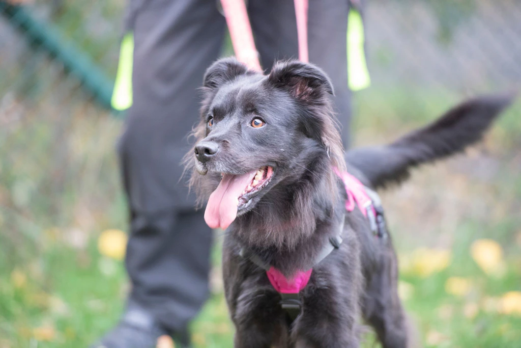 Neues Hundefestival „Beat & Bark“ startet im September in Brandenburg
