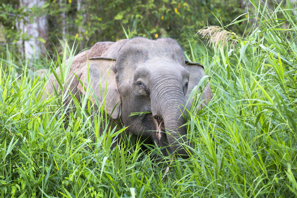 Nach der Tötung eines Borneo-Elefanten in Sabah warnen Artenschützer vor organisierter Wilderei.