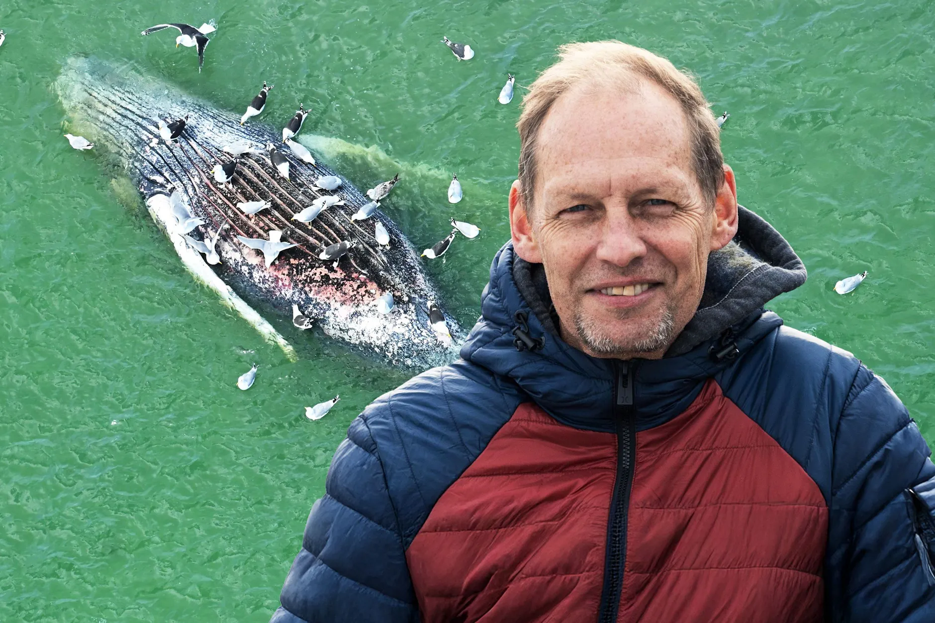Meeresbiologe Fabian Ritter weiß, warum die Explosion eines Wals gefährlich werden kann. Könnten die Möwen, die seit Tagen an Buckewal Timmy herumpicken, den Prozess beschleunigen?