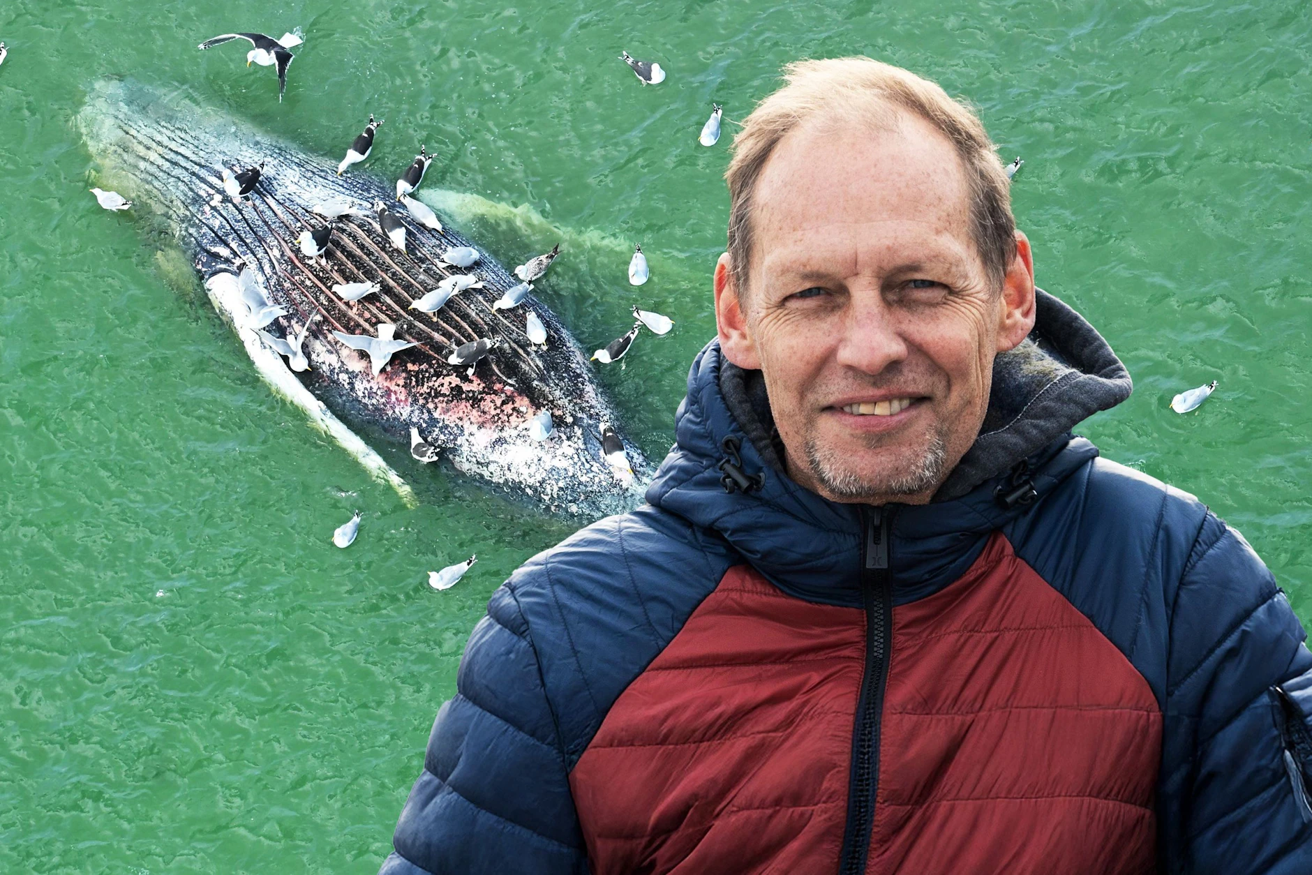 Meeresbiologe Fabian Ritter weiß, warum die Explosion eines Wals gefährlich werden kann. Könnten die Möwen, die seit Tagen an Buckewal Timmy herumpicken, den Prozess beschleunigen?