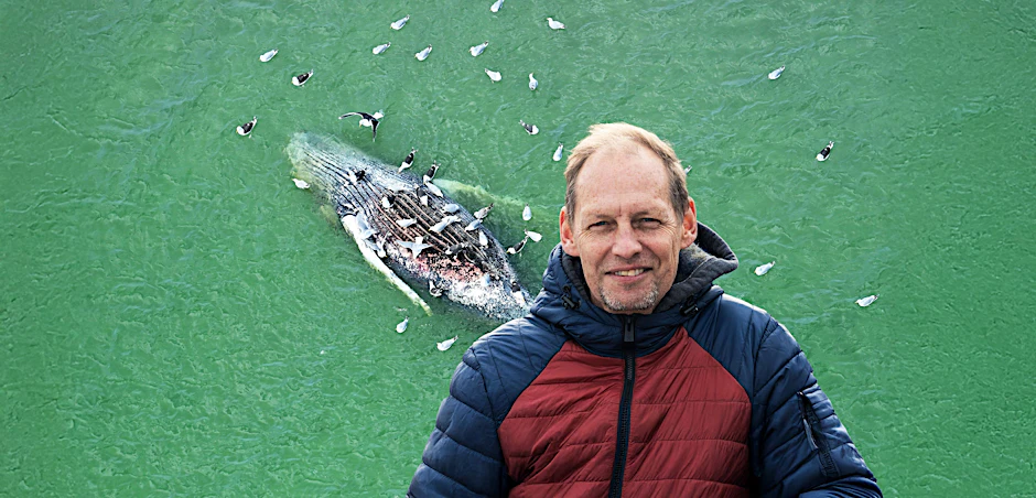 Meeresbiologe Fabian Ritter weiß, warum die Explosion eines Wals gefährlich werden kann. Könnten die Möwen, die seit Tagen an Buckelwal Timmy herumpicken, den Prozess beschleunigen?