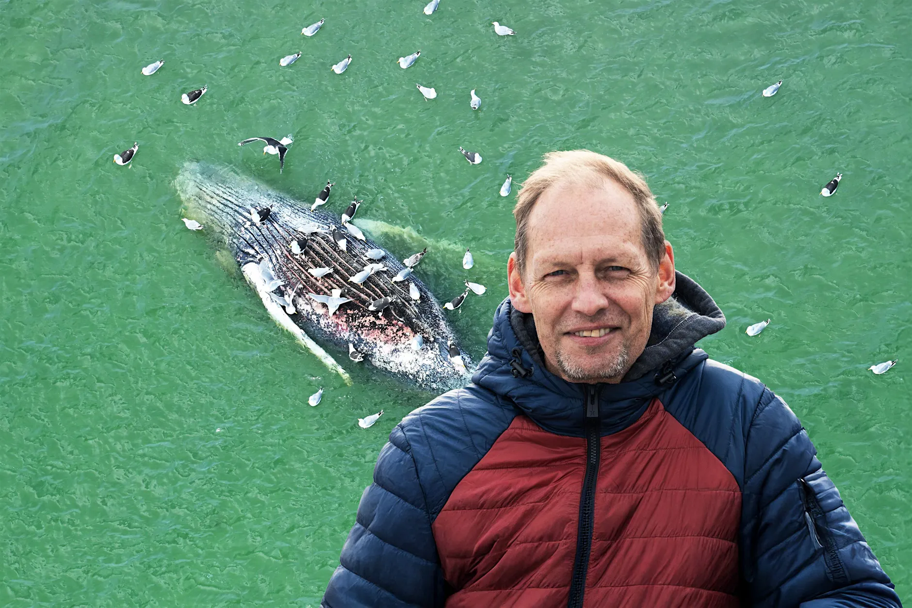Buckelwal Timmy vor der Explosion! Sprengen ihn jetzt die Möwen?