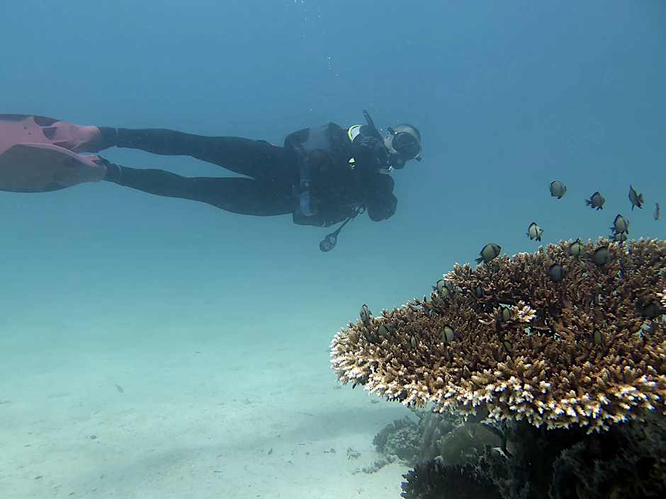Die Studie stützt sich auf Beobachtungen von Tauchern an Riffen in Indonesien und auf den Philippinen.