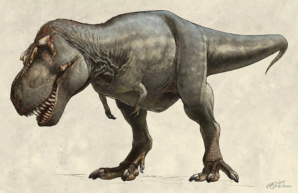 Stummelärmchen: Warum der T-Rex so winzige Vordergliedmaßen hatte