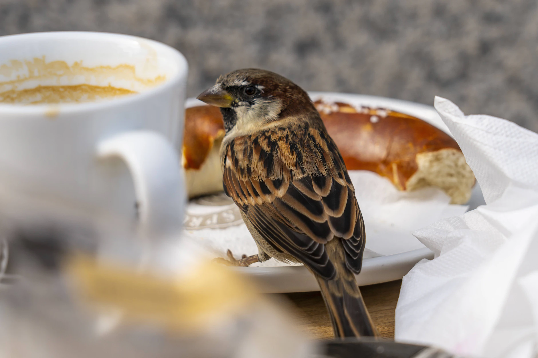 Berliner Spatzen sind immer auf der Suche nach liegen gebliebenen Snacks.