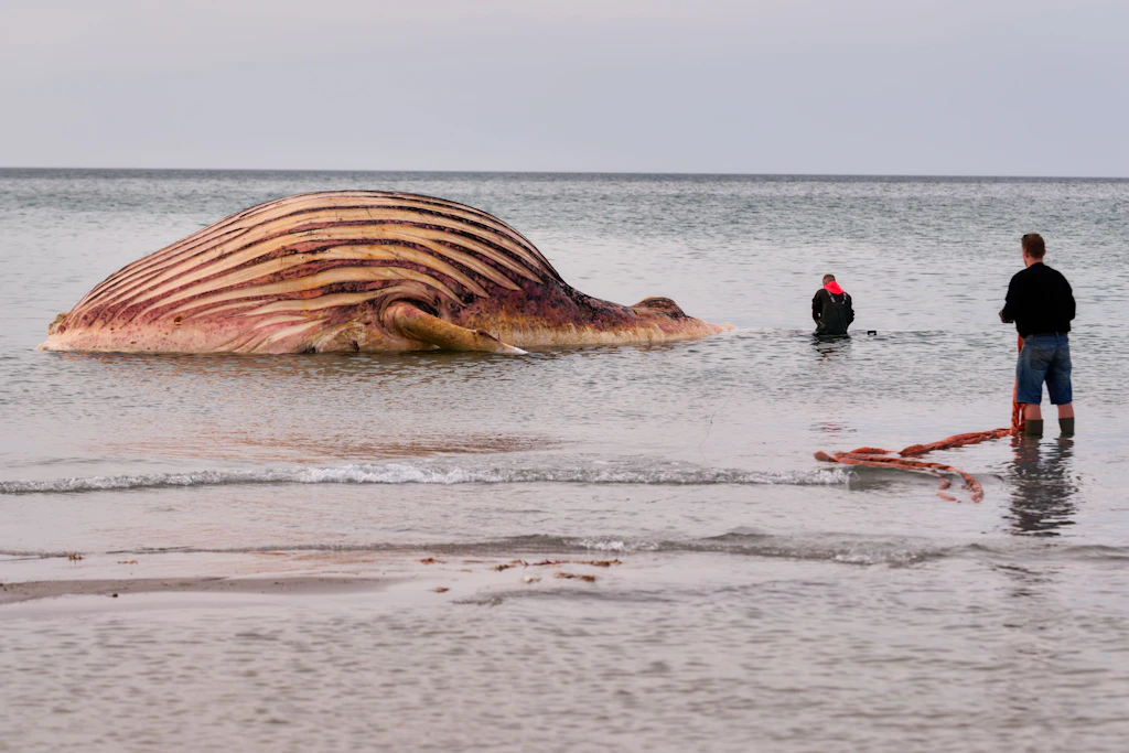 Der tote Buckelwal liegt im flachen Wasser vor Anholt, während Helfer ihn mit einem Bergungsseil sichern – die genetische Bestätigung, dass es Timmy ist, kam Monate später.