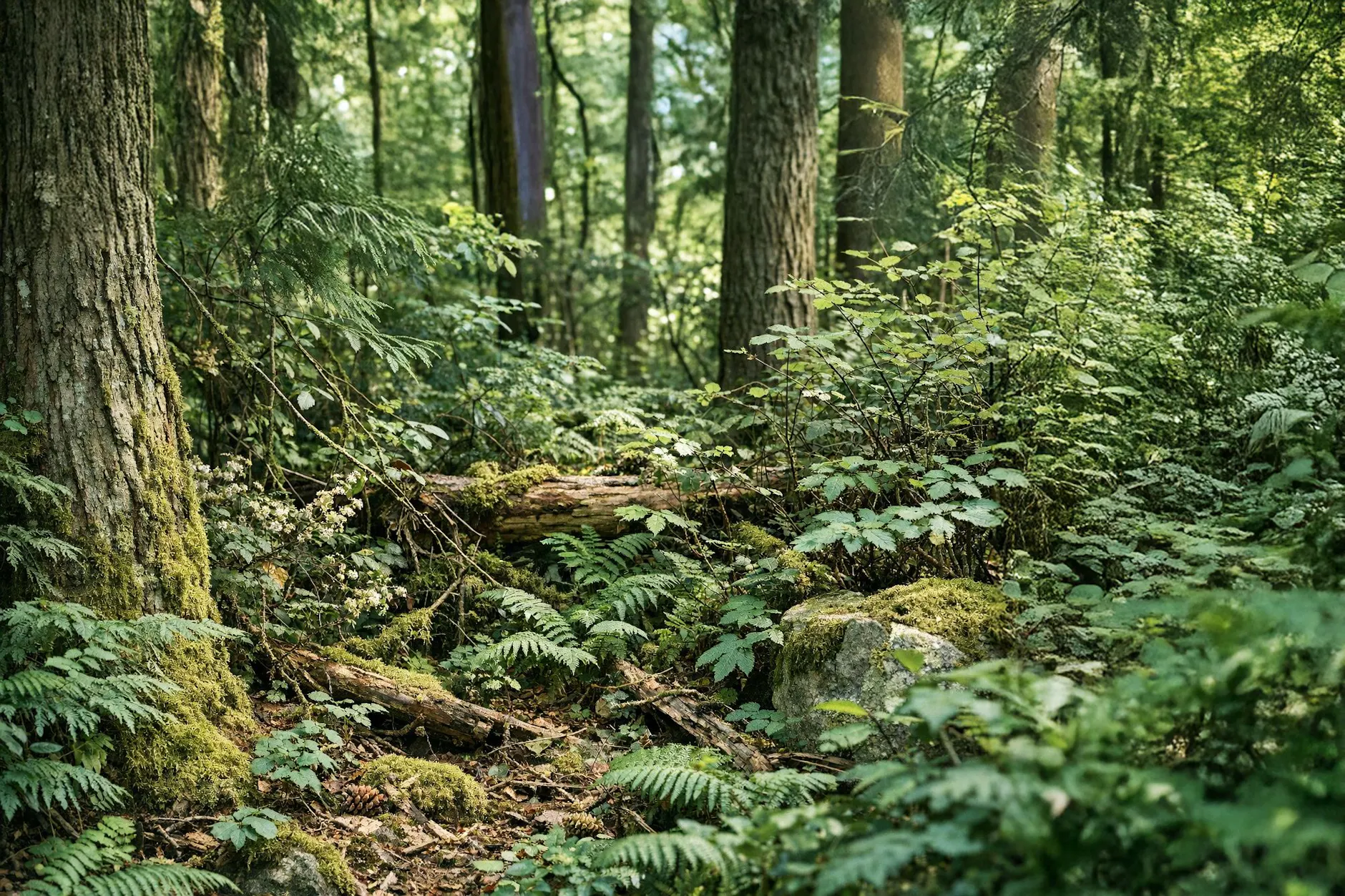 Augen-Test: Finden Sie den Hund im Suchbild in unter 15 Sekunden?