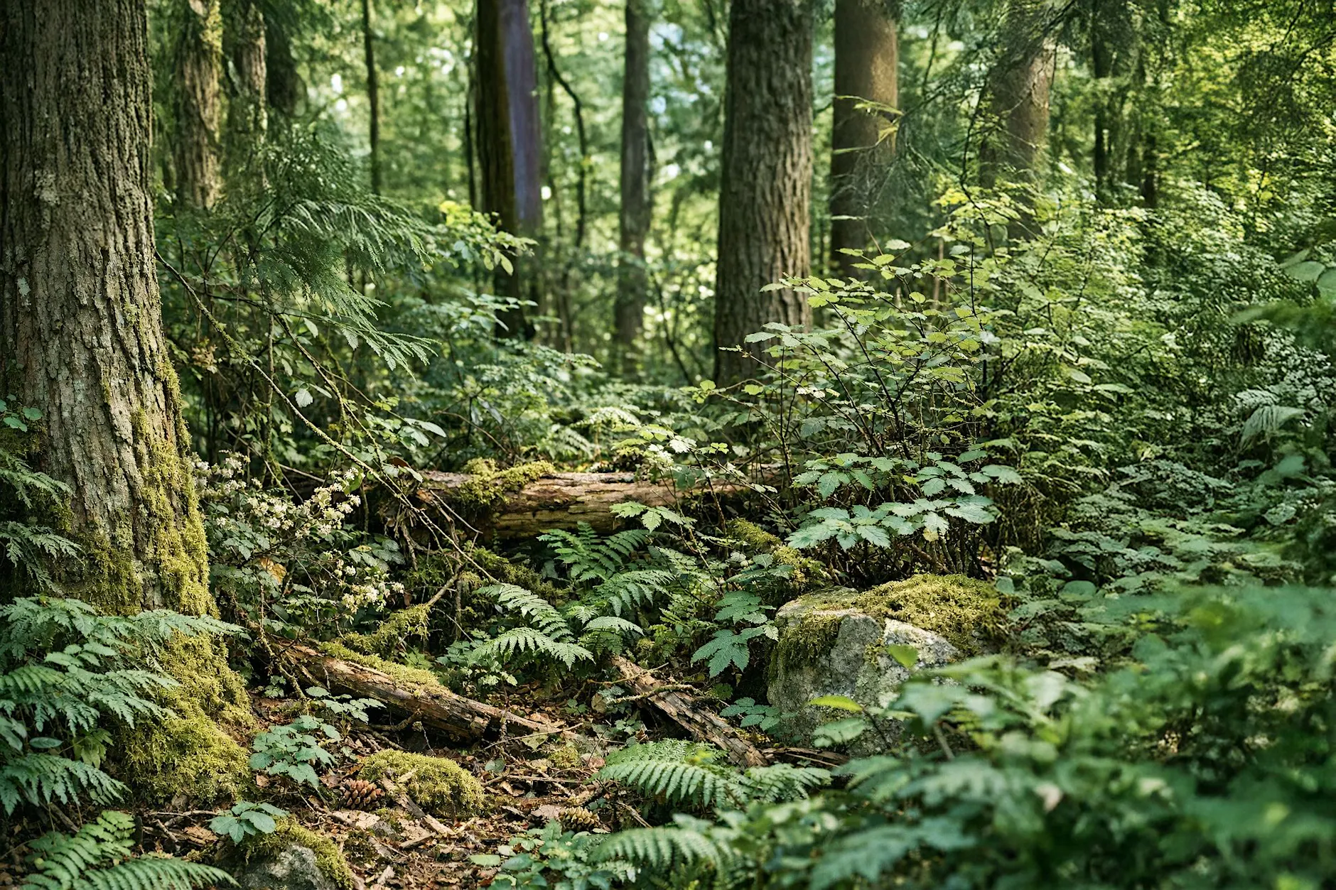 Augen-Test: Finden Sie den Hund im Suchbild in unter 15 Sekunden?