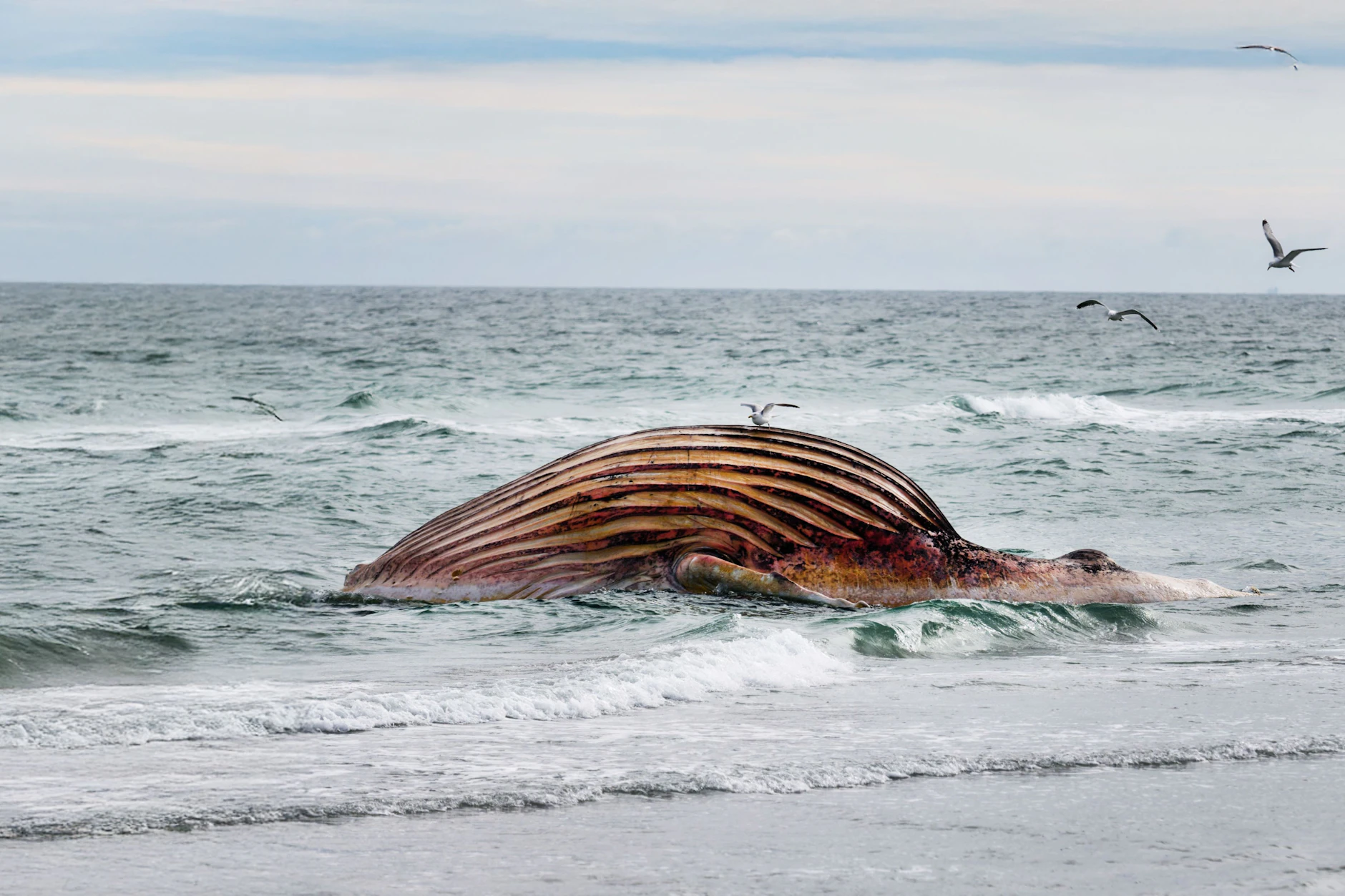 Der tote Buckelwal Timmy am Strand von Anholt.