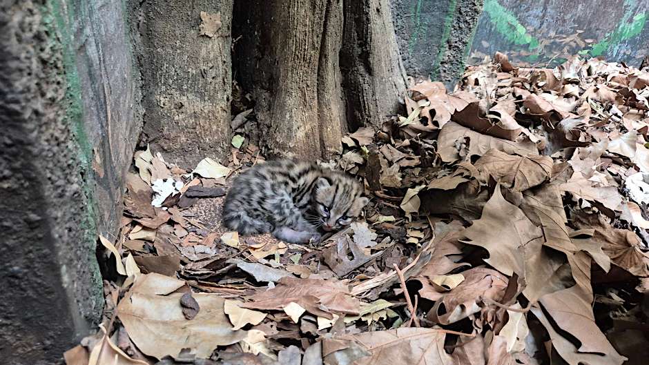 Ein Margay-Jungtier liegt im Berliner Zoo.