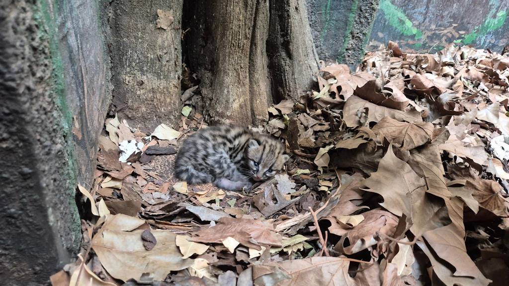 Ein Margay-Jungtier liegt im Berliner Zoo.