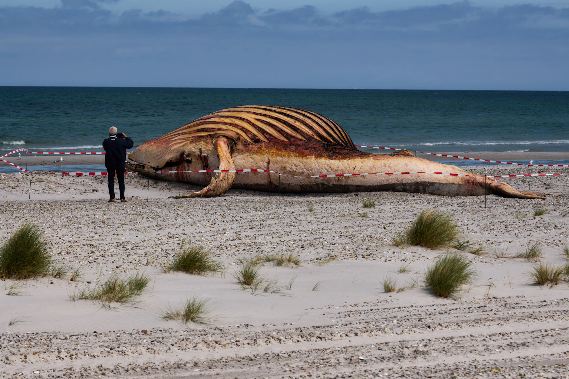 Eine Person fotografiert den toten Wal, der am Strand der dänischen Insel Anholt liegt, nachdem er aus dem Wasser gezogen wurde.